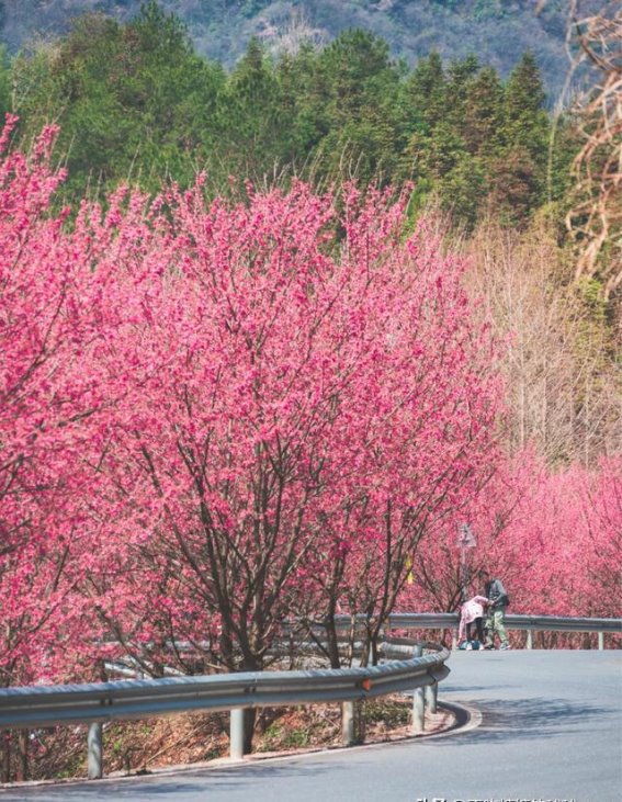 春日秘境，樱花海中的米积村