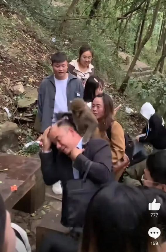 猕猴抢劫：黔灵山的奇趣一幕