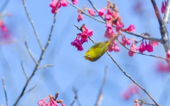 德化樱花谷：春意盎然的粉色梦境