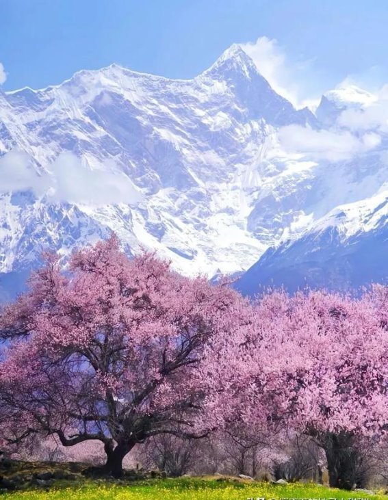春天的秘境：探寻林芝桃花与雪山的浪漫之旅