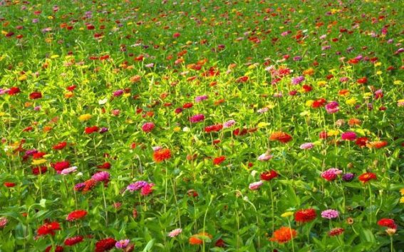 海天之间的调色盘 泉州滨海公园的百日菊盛景