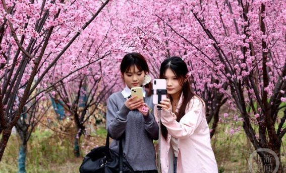 春日盛景，立新公园美人梅花开引爆市民热情