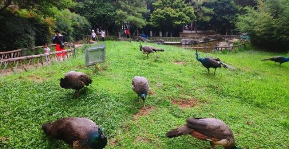 昆明圆通山动物园——城市绿洲中的自然乐园