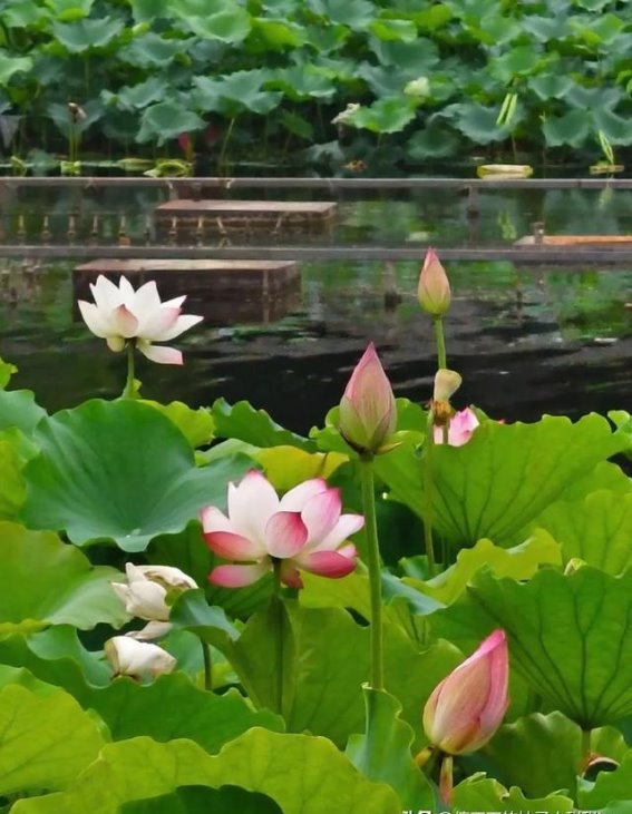 千年荷塘的夏日浪漫新都桂湖公园的诗意时光