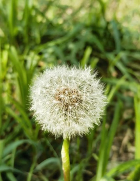 雨后的玉泉公园，四月的芬芳