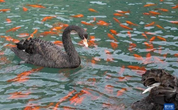 翡翠湖矿坑公园的华丽蜕变：黑龙江宝清的生态转型之路