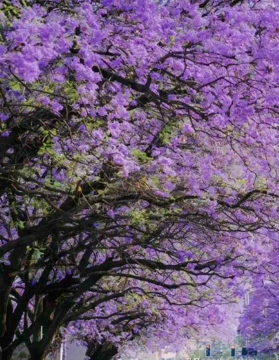 蓝花楹：春日里的紫色邂逅