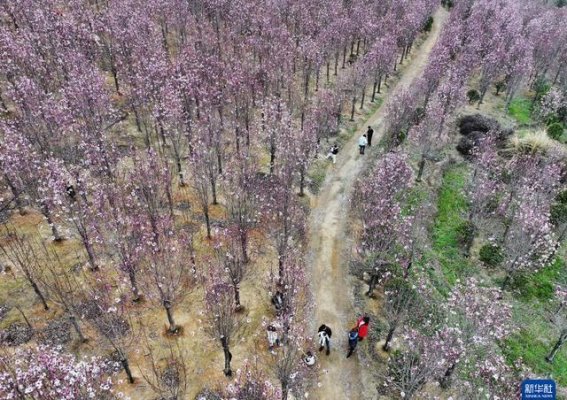 春暖花开，拥抱自然的美丽