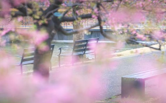 三八妇女节，辰山植物园邀您共赏初春樱花美景