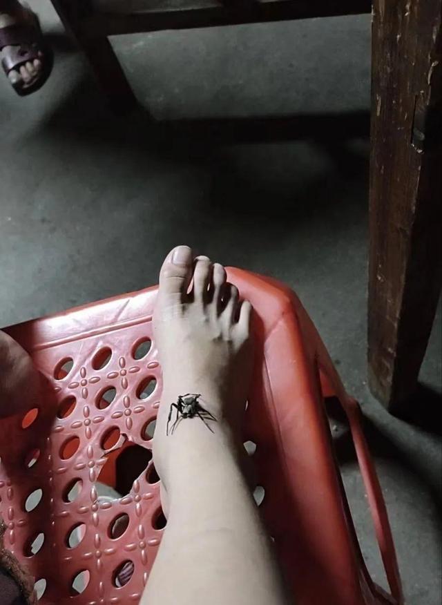 熊导航报道：泉州女孩被蛇咬伤奶奶抓蜘蛛吸毒加剧毒性