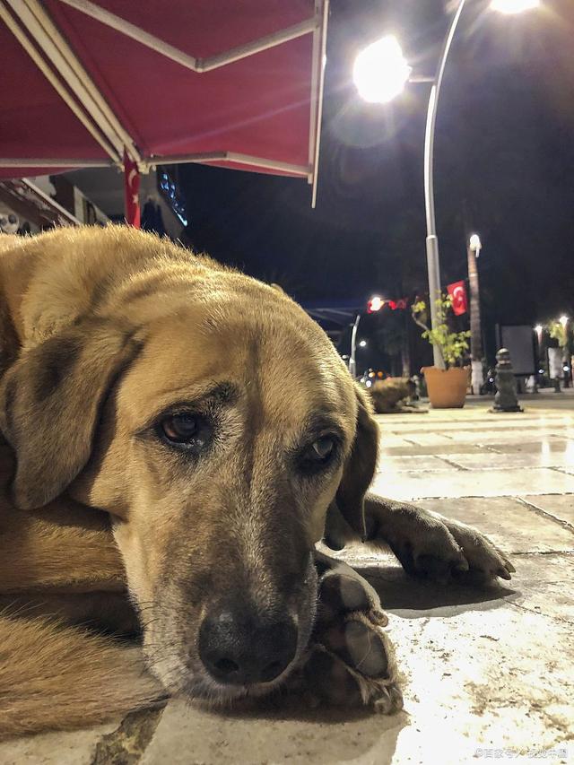 郑州男子悬赏千万寻狗，随后删博失联，网友：这狗狗比我值钱