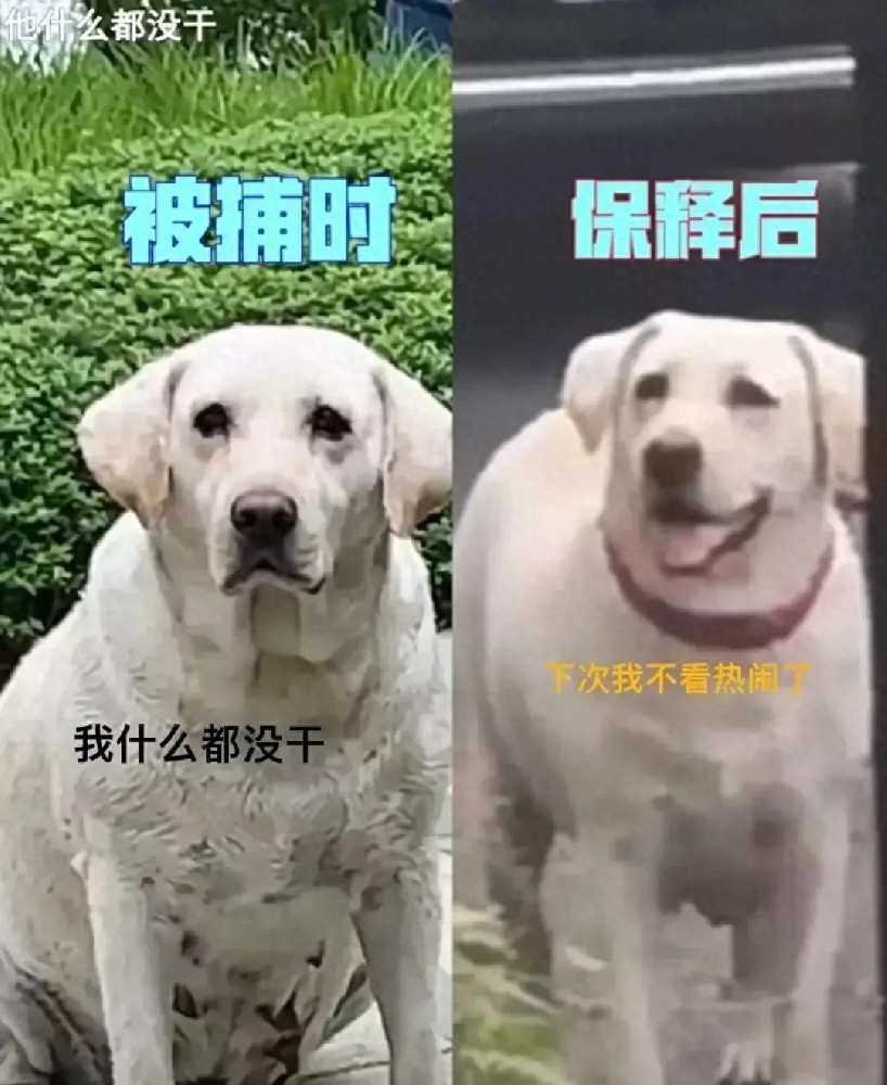 女童遭恶狗咬伤后续：黑狗主人被抓获，悔恨不已或面临七年刑罚