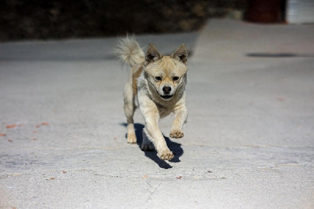 熊导航报道：成年人赤手空拳对决恶犬：应对挑战的策略与技巧