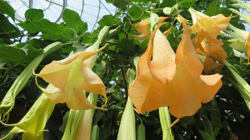 “危险”植物需警惕：若在你家房前屋后发现，请立即连根拔除！