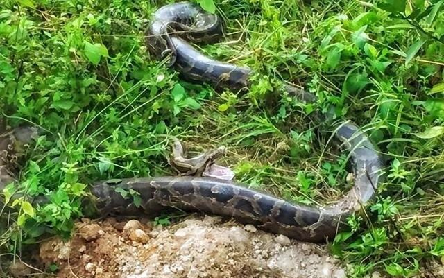 勇敢面对：蟒蛇坟前的女子