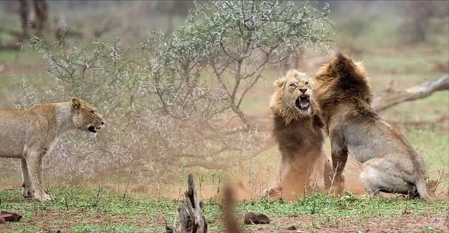 狮子的辛酸流浪生活：成为王者的艰难道路