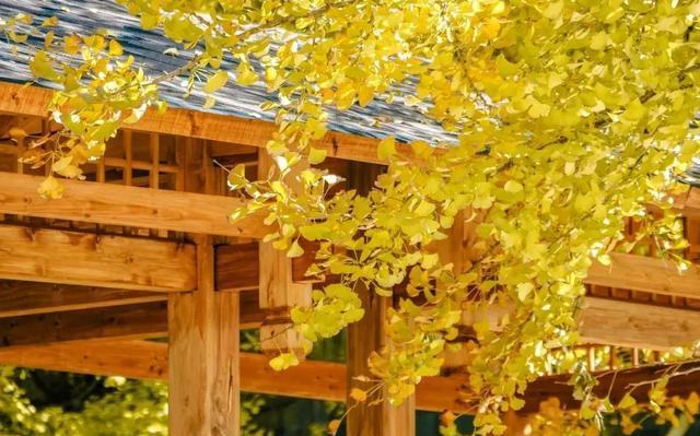 冲之秋：慢生活的黄金时光