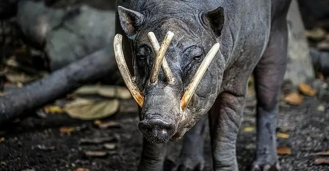 豚的奇异獠牙：性选择的代价和生存挑战