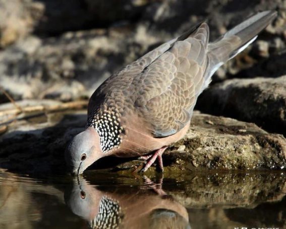 斑鸠的巢穴：简陋中的自由之美