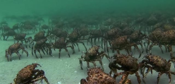 熊导航报道：挪威之患，帝王蟹泛滥引发的生态危机