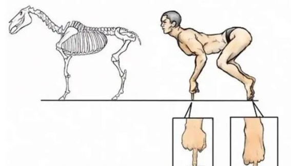 马和大象，腿的命运之谜