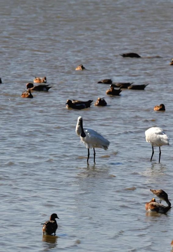 冬季深圳的候鸟迁徙