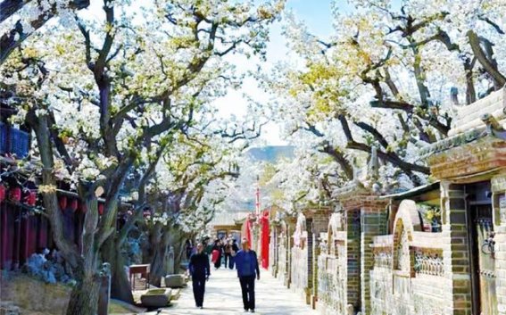 梨花漫天香客来，数字赋能古园新景