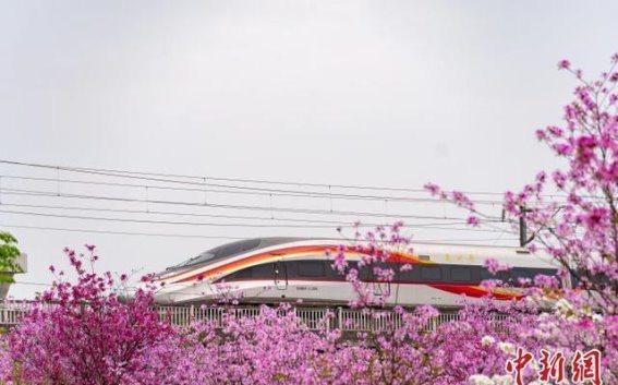 春天的画卷：柳州洋紫荆花与动车交织的美丽