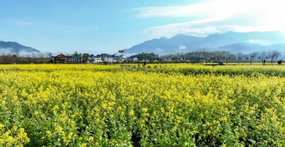 建宁修竹荷苑的油菜花，春光里的金色海洋