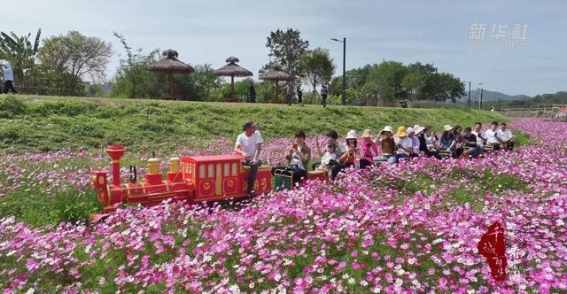 春日里的浪漫邂逅｜厦门同安田洋村波斯菊花海之旅