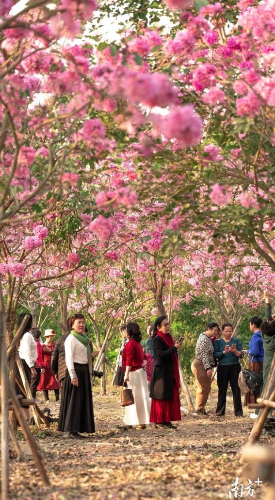 茂名露天矿的冬日风铃花海与五彩世界