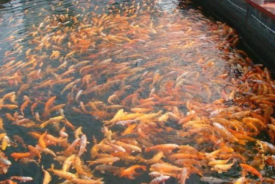 酒泉子·秋入水乡