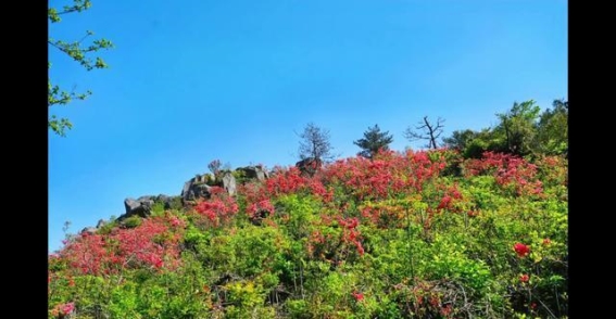 宁波宁海影谭山杜鹃花海：红霞满山，春意盎然