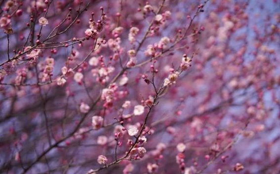 梅花盛开，春日如约而至——枝江殿春园林赏梅记