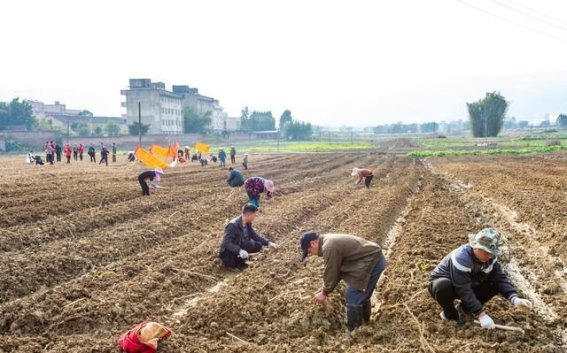 春天的温柔与希望