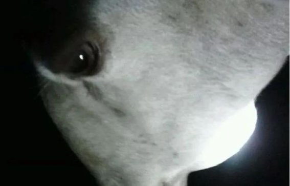 羊下巴水肿的病因和治疗方法