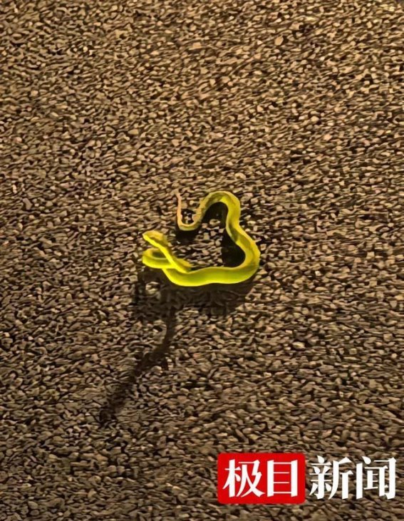 东莞男子松山湖散步被蛇咬后沉着应对 医院调血清成功救治