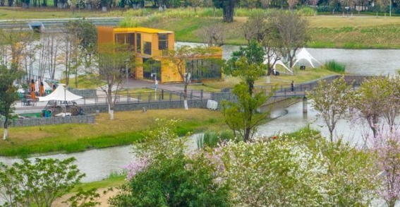 春日徒步之旅：探秘桂城半月岛生态公园的花海与科技魅力