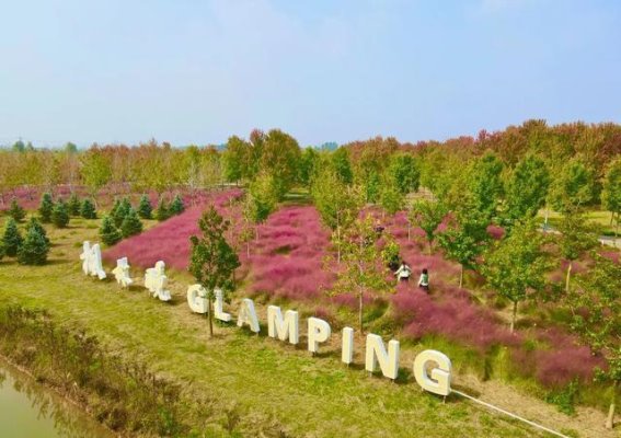 邳州的秋日仙境：在粉色花海中迷失