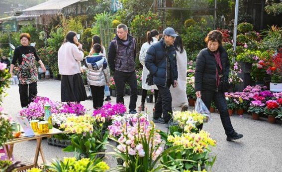 花市里的年味，绽放新春的美丽