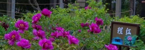 谷雨时节：青州牡丹的绝美盛放