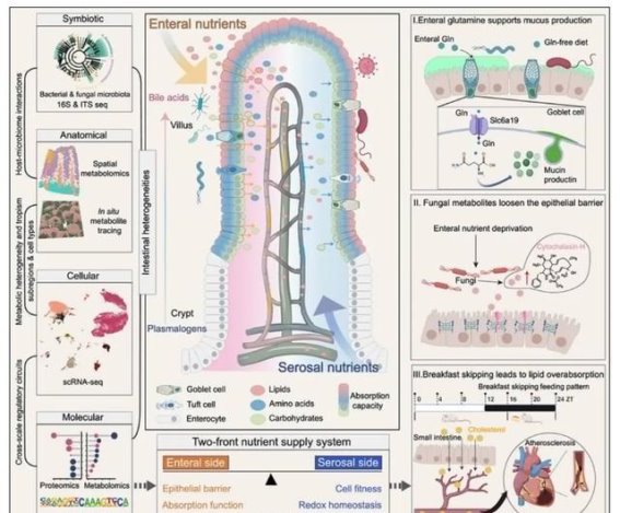 16+8轻断食的风险：心血管健康或增91%
