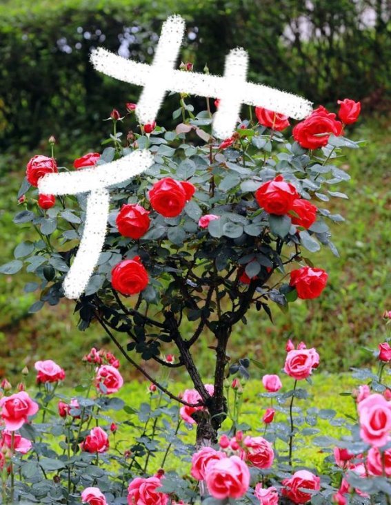 观山湖石林西路的月季花路