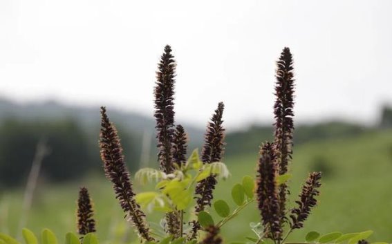 长白山植物千种风情：紫穗槐的生态与多重价值