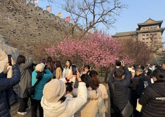 梅花文化节：在古韵中绽放的春日盛宴