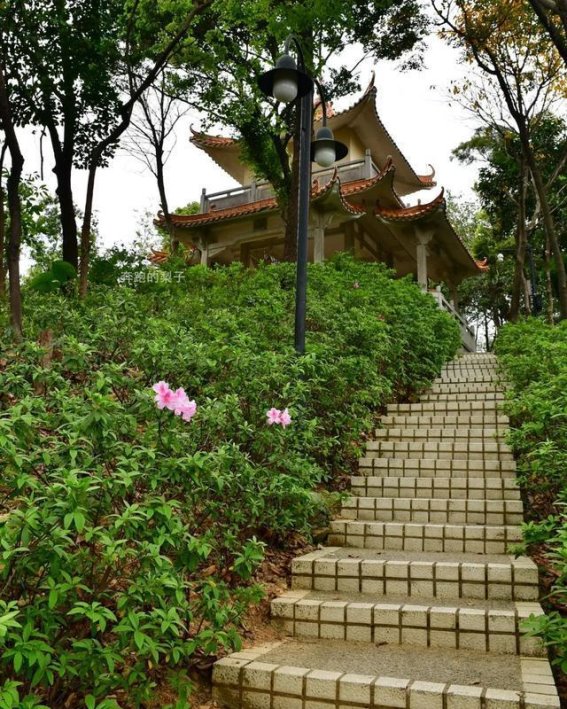 广州麓湖公园的春日杜鹃花海，等你来探寻