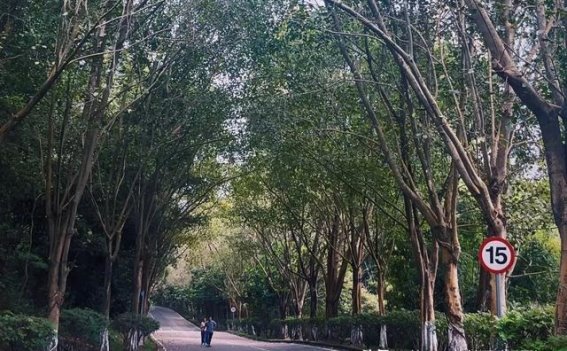 2月来到广州南沙，这两个地方免费赏花，美不胜收，宛如人间仙境