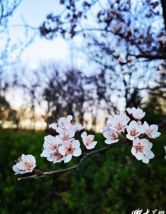 春风拂过潍坊：色彩与温暖交织的季节