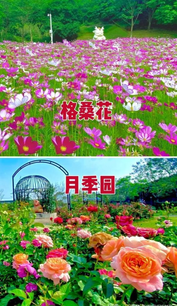 探访深圳罗田森林公园：一处自然与运动的完美融合