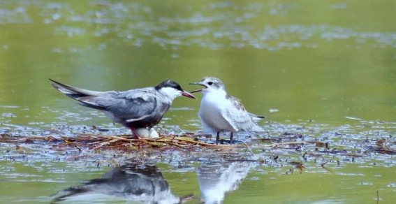 典农河的城市绿意：银川的新自然之韵